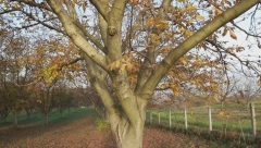 NE SEDITE ISPOD OVOG DRVETA, IZUZETNO JE OTROVNO Mnogi ga Srbi imaju u dvorištu, a ne treba da bude uz domaćinstvo