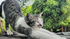 Zašto se mačke istežu?