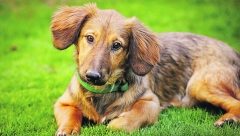 MESTO ZA VAŠE KUĆNE LJUBIMCE KADA ZAVRŠE SVOJ VEK Tamo mogu da počivaju u miru ali i po visokoj ceni