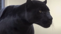 NIJE ŠALA, POJAVIO SE CRNI PANTER U APATINU Izdato zvanično upozorenje na opasnu zver, građani u strahu (FOTO)