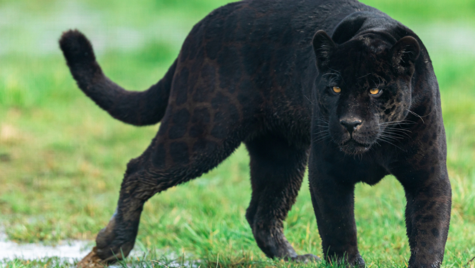 OBUSTAVLJEN LOV NA CRNOG PANTERA Teren oko Apatina je pretražen, ostaju samo dve mogućnosti