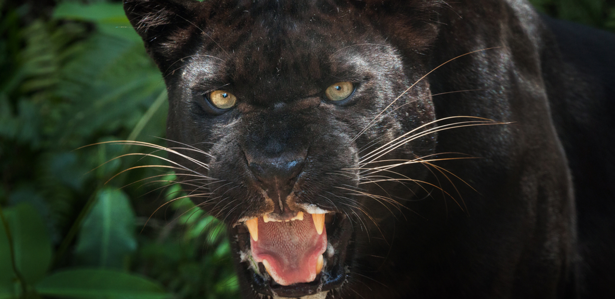 FARMER PRONAŠAO ZASTRAŠUJUĆU ZVER Verovalo se da je izumrla pre više od 100 godina