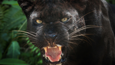 FARMER PRONAŠAO ZASTRAŠUJUĆU ZVER Verovalo se da je izumrla pre više od 100 godina