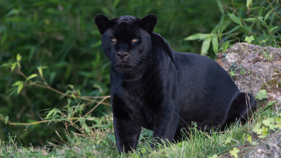 POJAVIO SE NOVI SNIMAK CRNOG PANTERA Lovci odmah izašli na teren, evo šta kažu iz Pokrajinske inspekcije