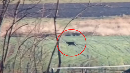 NASTAVLJA SE HAJKA NA CRNOG PANTERA Ceo Apatin na nogama, imaju samo jedan cilj (VIDEO)