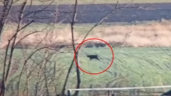 POJAVIO SE SNIMAK CRNOG PANTERA Pobegao je prošle godine, prešao granicu i digao alarm u Srbiji! (VIDEO)