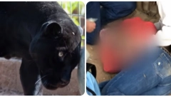ŽENA PREŽIVELA NAPAD CRNOG PANTERA Htela je da se zabavi, a završila u kandžama životinje od koje strahuje cela Srbija