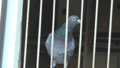 UBISTVO I SAMOUBISTVO ZBOG GOLUBOVA! Takmičenje u Portugalu završilo se kobno po četiri života!