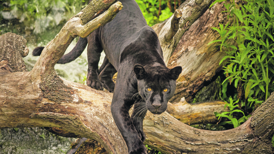 SRBI ZAPLAŠILI PREDATORA Panter zbrisao u Hrvatsku?!