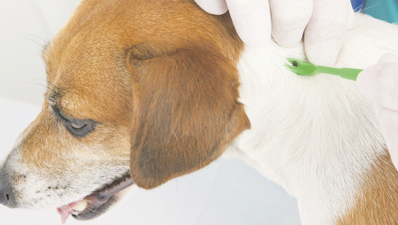 Babezioza i tokom hladnih meseci