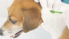 Babezioza i tokom hladnih meseci