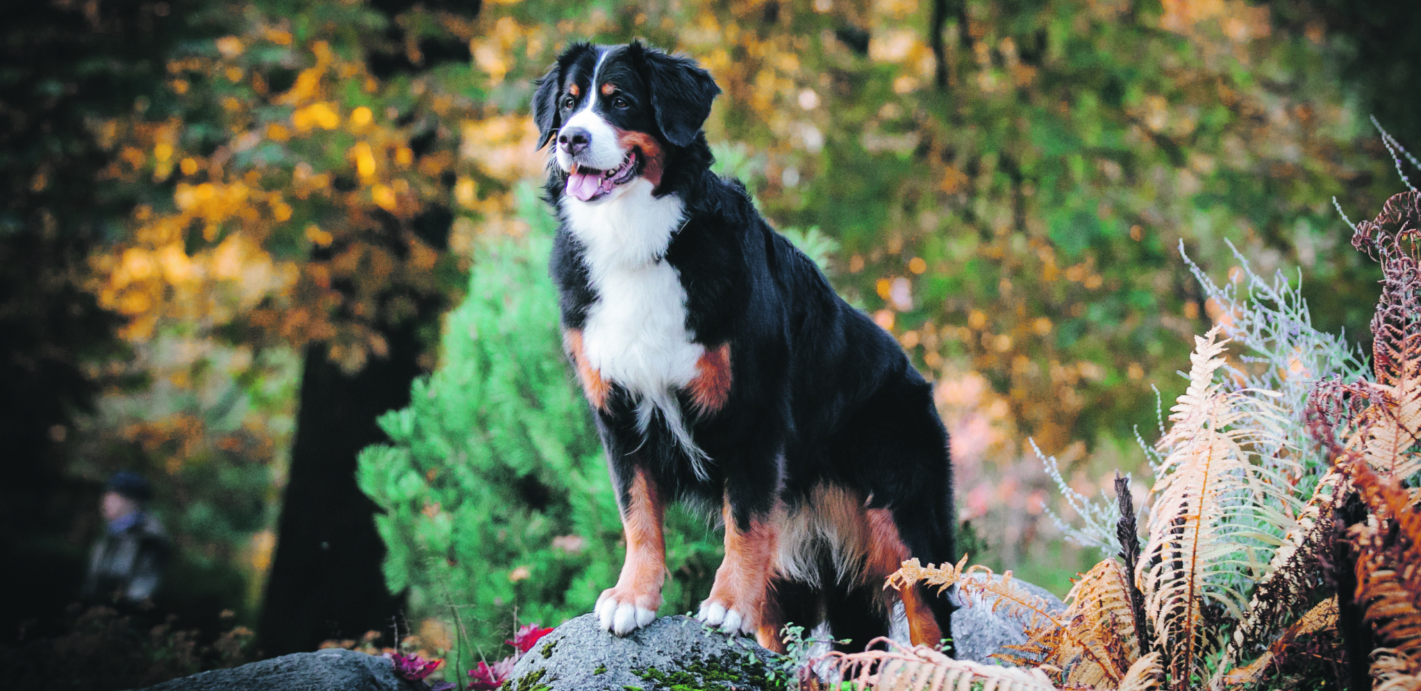Razbijamo mitove: Pseća pljuvačka je lekovita