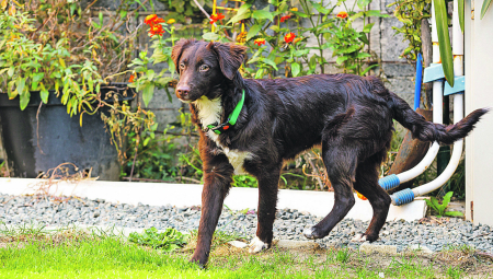 UDOMI ME Mlada Poli traži dom