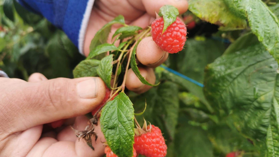 IZDAJEM MALINE ZA BRANJE! JA ISPOD 200 DINARA NEĆU DA BEREM: Ilija iz Virova ljut zbog otkupne cene, SVI PRIČAJU O NJEGOVOM OGLASU