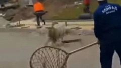 URNEBESAN SNIMAK IZ VRANJA Potera za odbeglim jarcem izazvala salve smeha! (VIDEO)