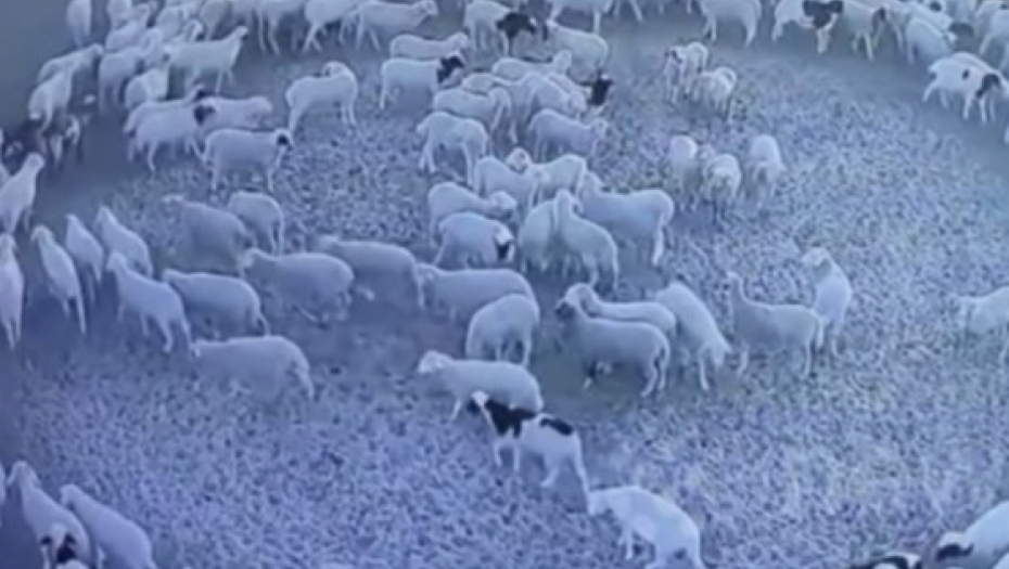 JEZIV SNIMAK Stado ovaca 12 dana neprekidno se vrtelo ukrug, naučnici pokušavaju da shvate o čemu se radi