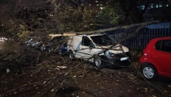 NEZGODA U ŽARKOVU Drvo palo na parkirane automobile (FOTO)