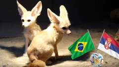 ALO! PROGNOZA! Pustinjska lisica najavila čudo: Evo kakva sudbina čeka Srbiju protiv Brazila (VIDEO)