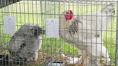 Brama za ukras, a ne za tanjir