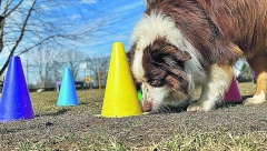 Deklarativna memorija pasa