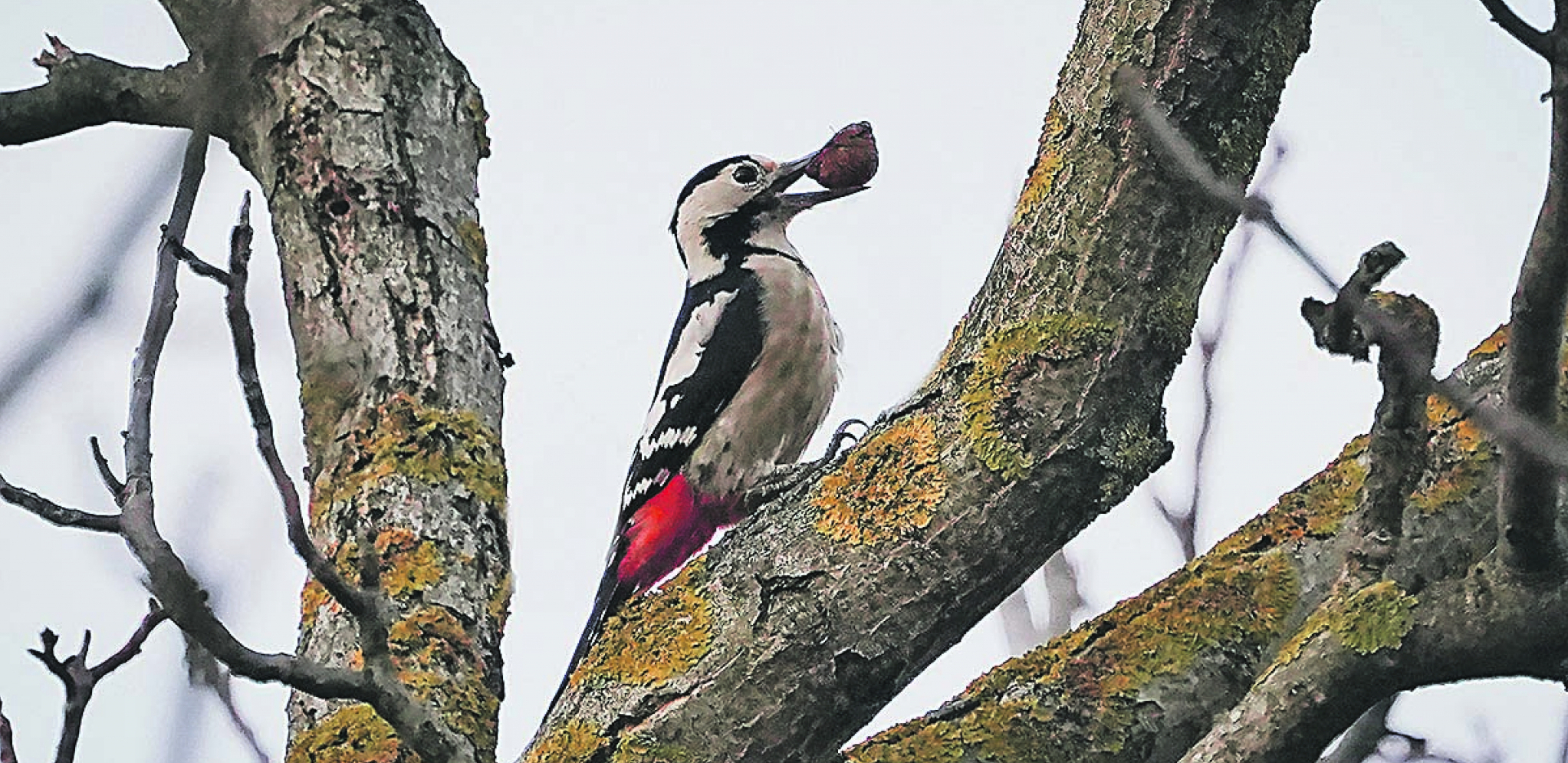 Šumadijski Pera Detlić