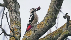 Šumadijski Pera Detlić