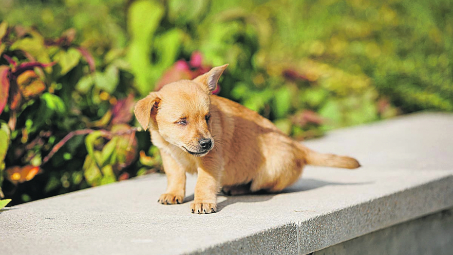 U PSEĆEM SVETU Porodica se ne zaboravlja