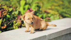 U PSEĆEM SVETU Porodica se ne zaboravlja