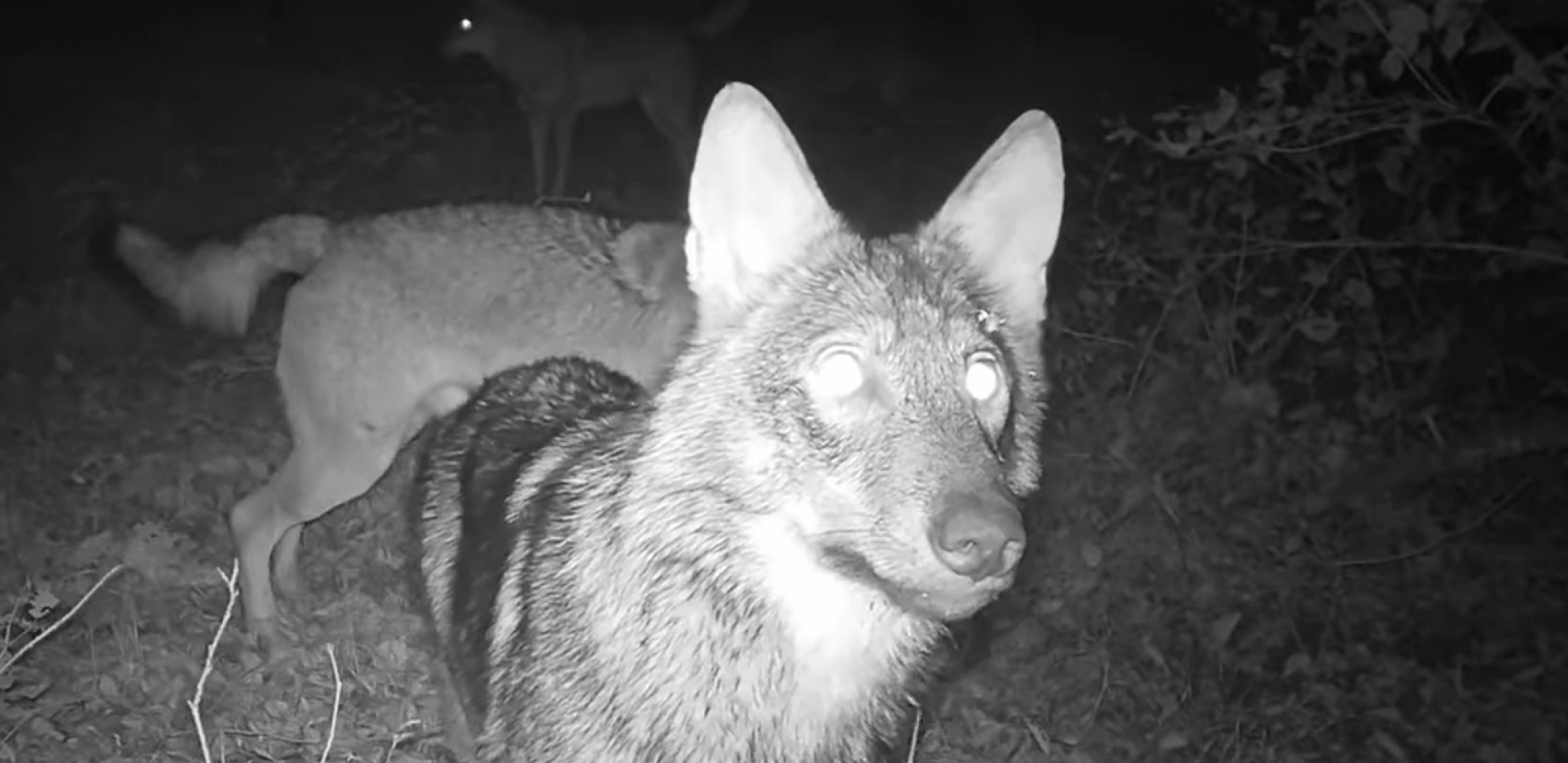 "PRVO SAM ČUO PSE KAKO LAJU" Vukovi upali u Radomirovo domaćinstvo, napravili jeziv pokolj