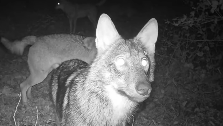 LOVCI NE PAMTE SLIČAN PRIZOR Primećen čopor vukova na putu Trstenik-Kruševac - opasnosti po ljude gotovo da nema