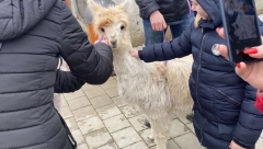 HUMANO Besplatan zoo-vrt za decu sa posebnim staranjem: Lepša budućnost za male borce