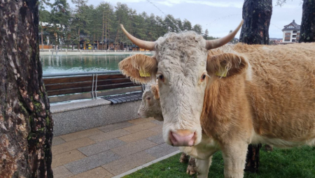 VIC DANA Ide zec kroz šumu, i vidi kravu na trešnji...