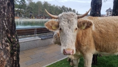 VIC DANA Prodaje Đolo kravu na pijaci...