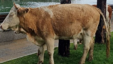 ŽENU NAPALE KRAVE, NIJE PREŽIVELA Užas u Austriji, spasioci upozorili šta goveda može da uznemiri
