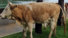 ŽENU NAPALE KRAVE, NIJE PREŽIVELA Užas u Austriji, spasioci upozorili šta goveda može da uznemiri