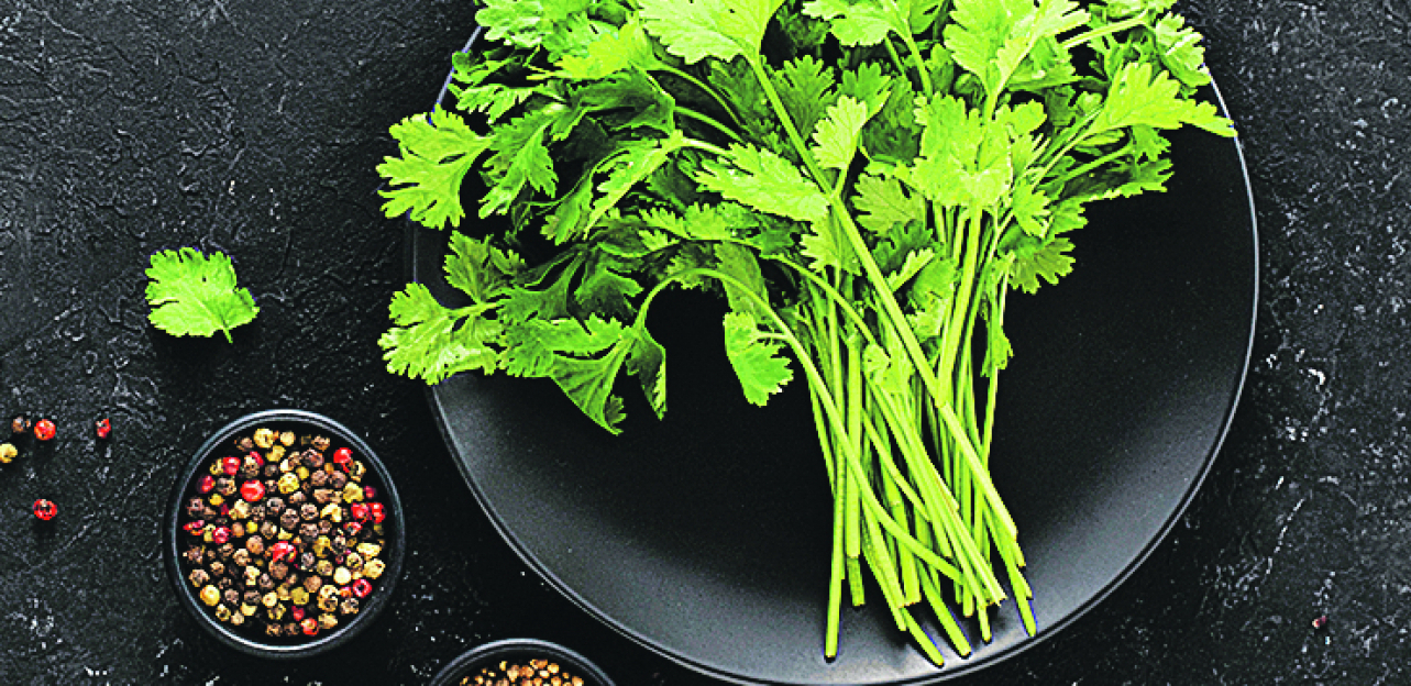 ZAČIN I ČISTAČ ORGANIZMA Kineski peršun pomaže kod dijabetesa, a može da smanji bolove i upale