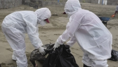 POŠAST Evropu drma epidemija zbog koje je pobijeno 50 miliona živine! Kuca li ptičji grip i na naša vrata?