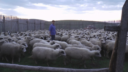 ZAVRŠIO FAKULTET PA SE VRATIO DA ČUVA OVCE Danas ovaj Srbin ima najveće stado na Balkanu (FOTO)