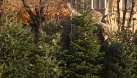 HRVATI U STRAHU Sklanjaju jelke pred pravoslavni Božić, katolički sveštenik otkrio ZAŠTO