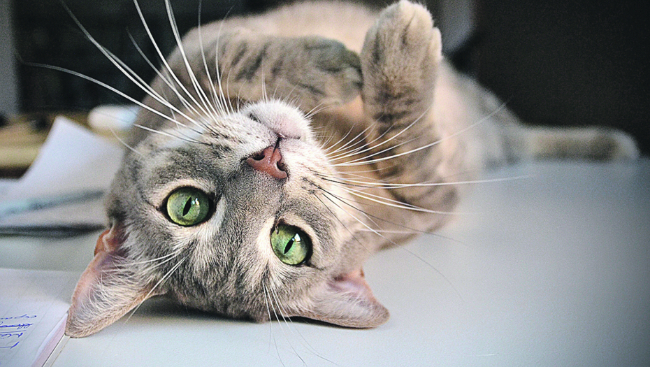 SLOBODNO PODELITE: Ove namirnice smete da date mačkama