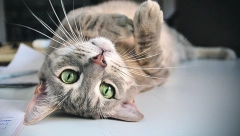 DA LI MAČKE IMAJU PUPAK? Naizgled jednostavno pitanje na koje mnogi ne znaju tačan odgovor