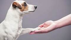 Svi grešimo: Ovo su najčešće greške koje prave vlasnici pasa