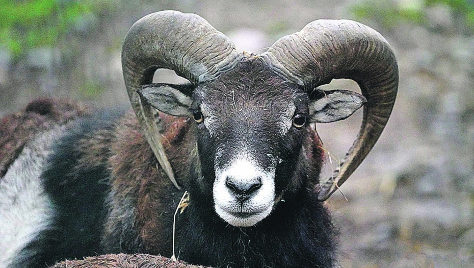 Muflon iz Vrnjačke Banje pleni svojom lepotom a rogovi mu služe za jednu stvar