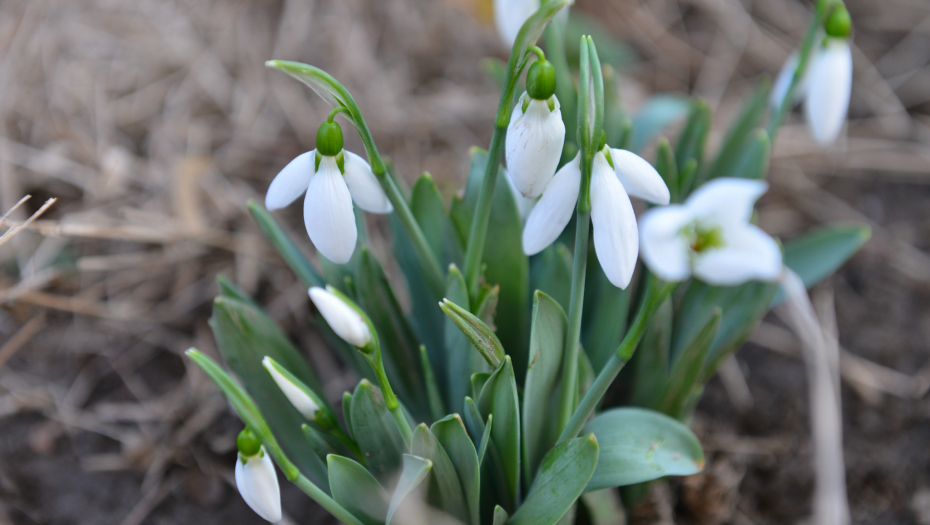 PROLEĆE U JANUARU Visibabe procvetale u centru Beograda