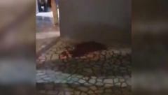 KRVAVI OBRAČUN U PRIBOJU Obezbeđenje noćnog kluba izbodeno nožem