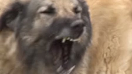 PSI IZUJEDALI ŽENU I DETE Stravičan incident u Topoli