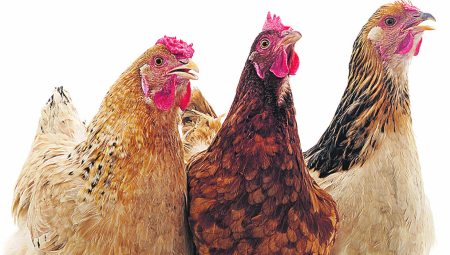 VIC DANA Pita kokoška svoju prijateljicu kokošku...