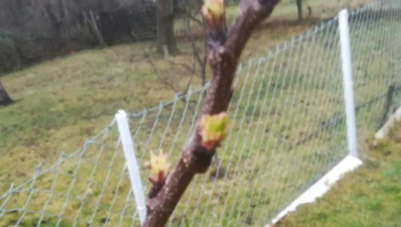 ČUDO PRIRODE Procvetala kajsija usred zime
