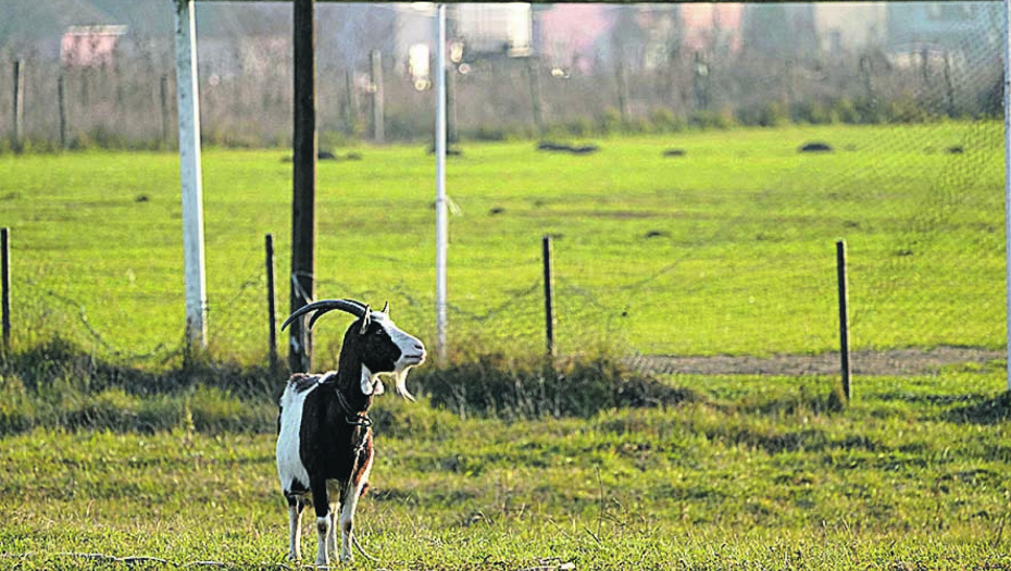 JARAC FUDBALER došao na trening, ali nema rivale, svi se protivnici RAZBEŽALI