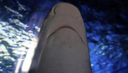 KRVAVI NAPAD JATA AJKULA! Zatvorene sve plaže!